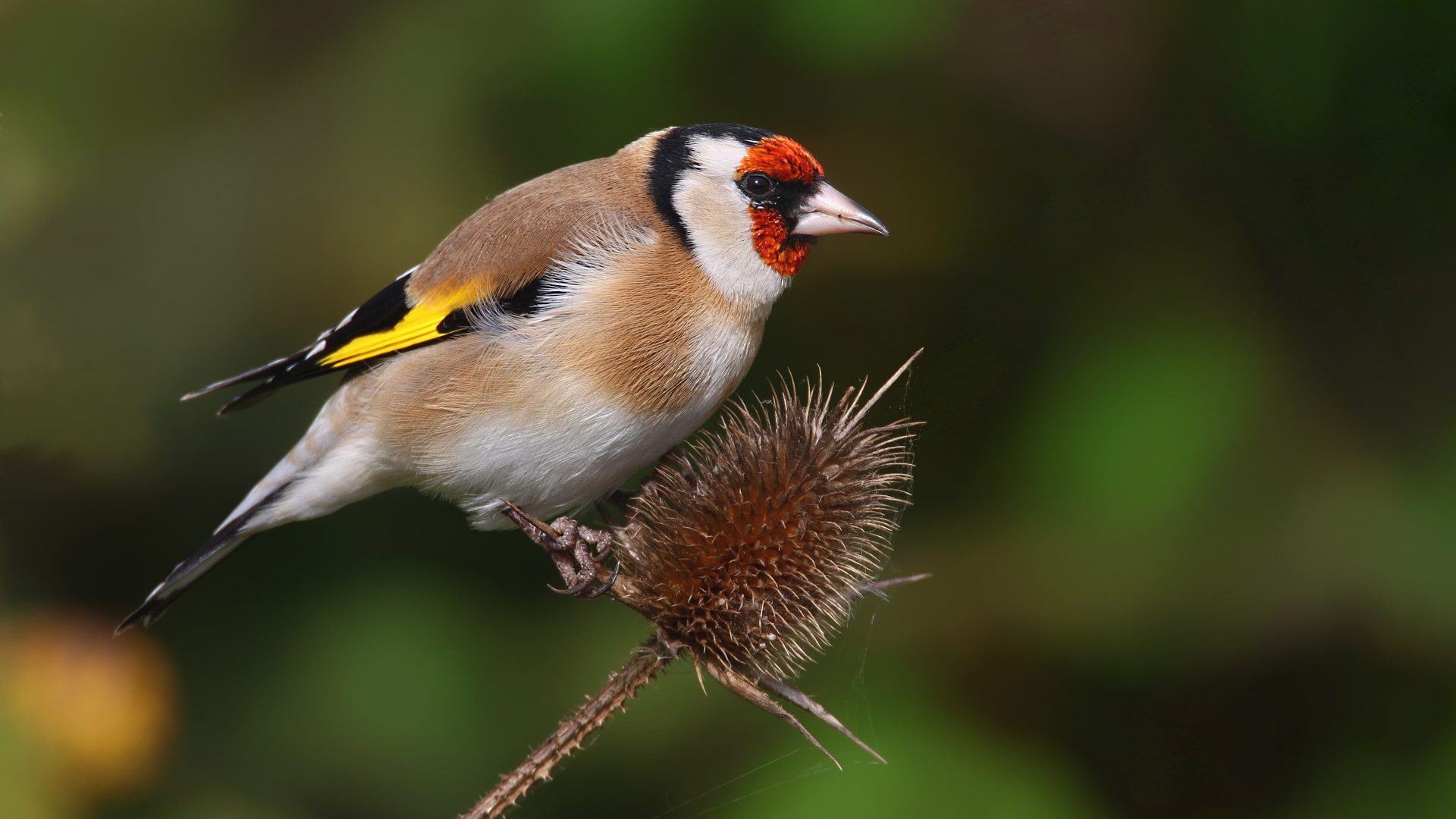 Saka » European Goldfinch » Carduelis carduelis