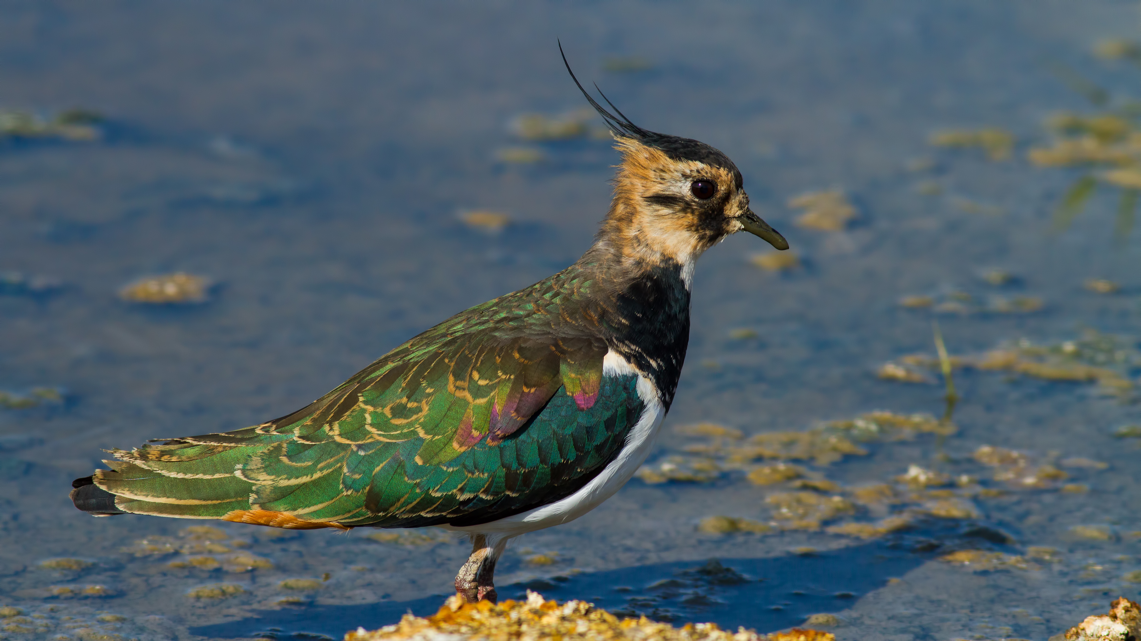 Kızkuşu » Northern Lapwing » Vanellus vanellus