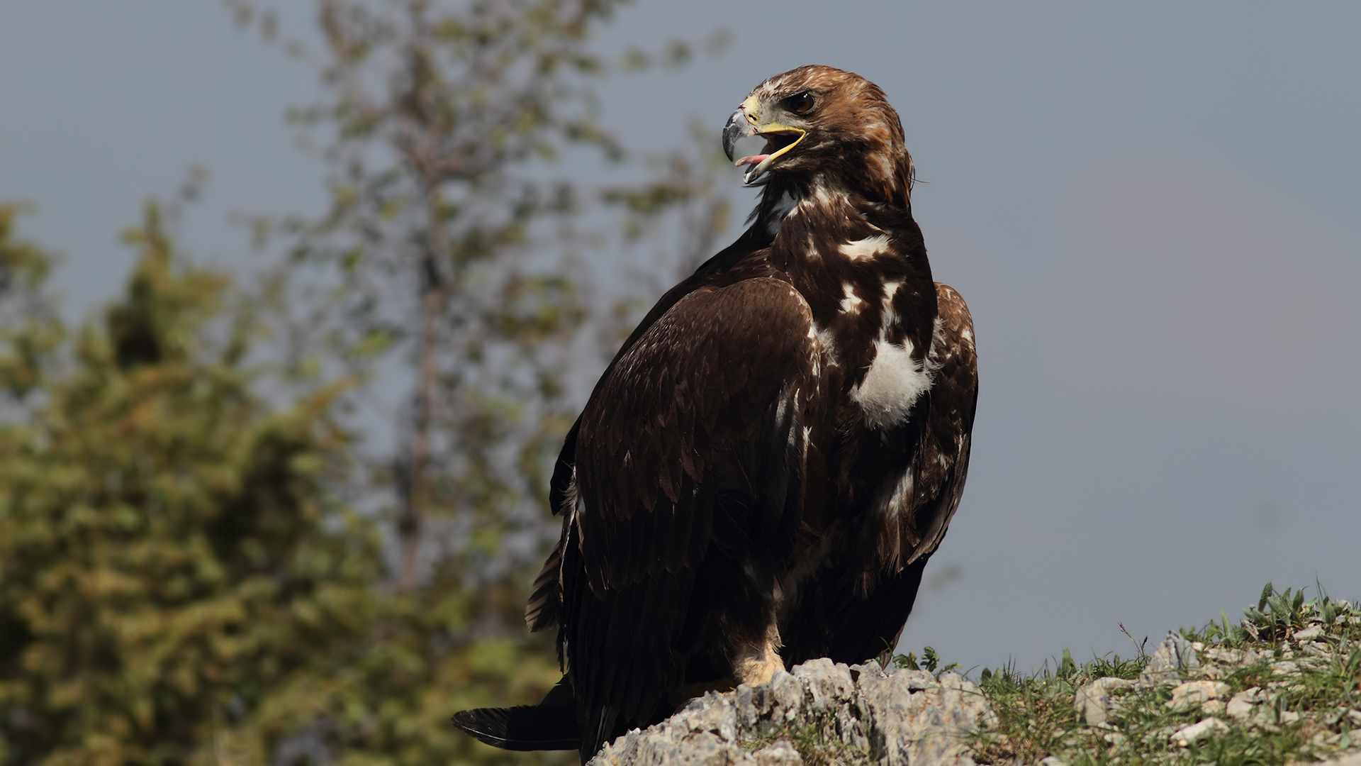 Kaya kartalı » Golden Eagle » Aquila chrysaetos