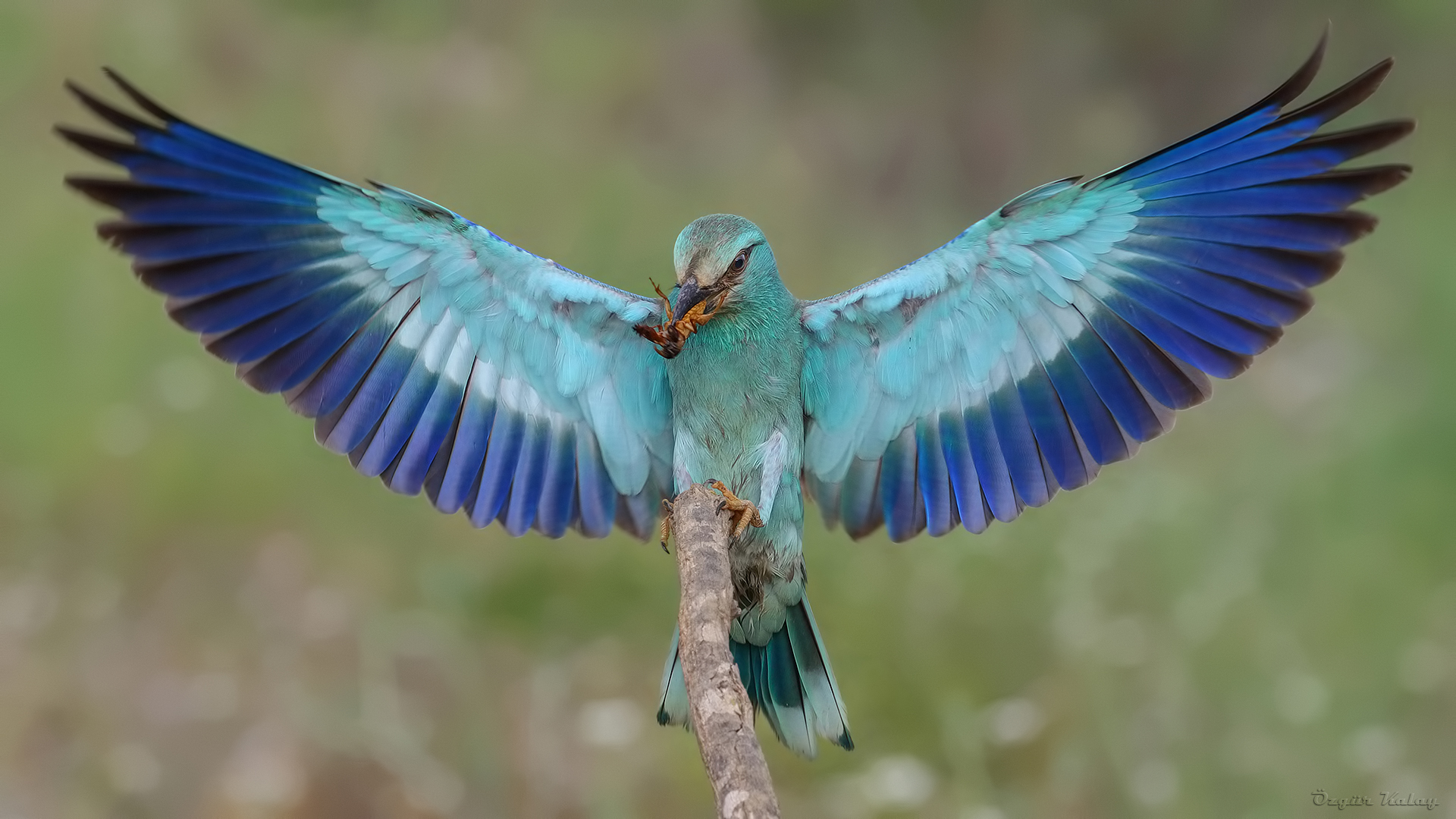 Gökkuzgun » European Roller » Coracias garrulus