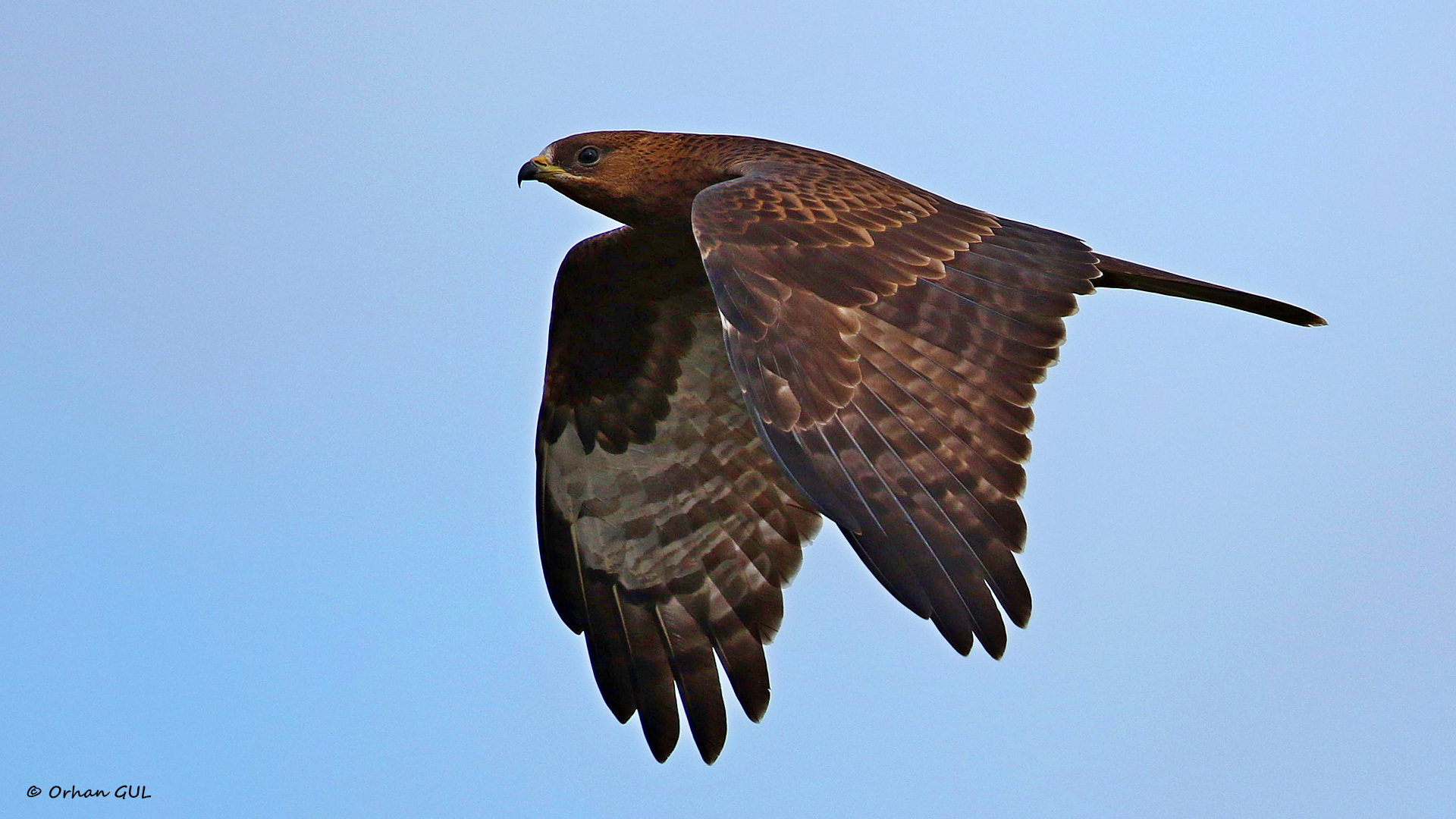 Arı şahini » European Honey Buzzard » Pernis apivorus