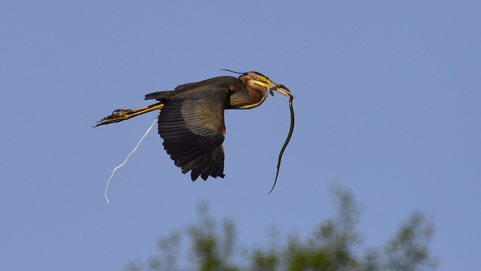 Erguvani balıkçıl » Purple Heron » Ardea purpurea