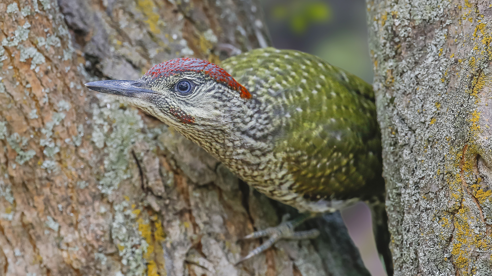 Yeşil ağaçkakan » European Green Woodpecker » Picus viridis