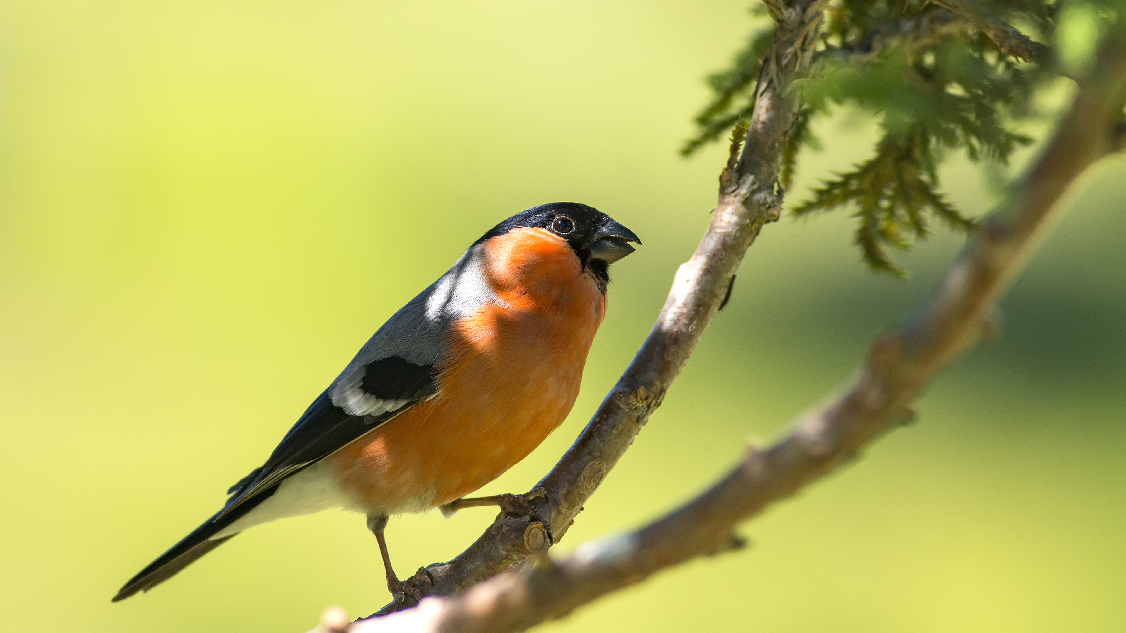 Şakrak » Eurasian Bullfinch » Pyrrhula pyrrhula