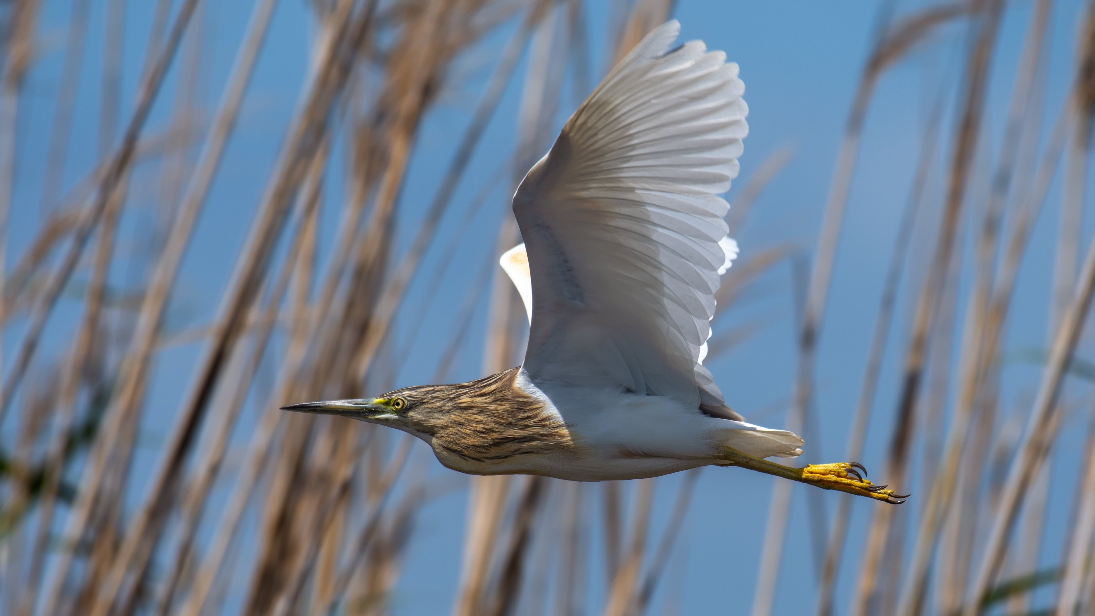 Alaca balıkçıl » Squacco Heron » Ardeola ralloides