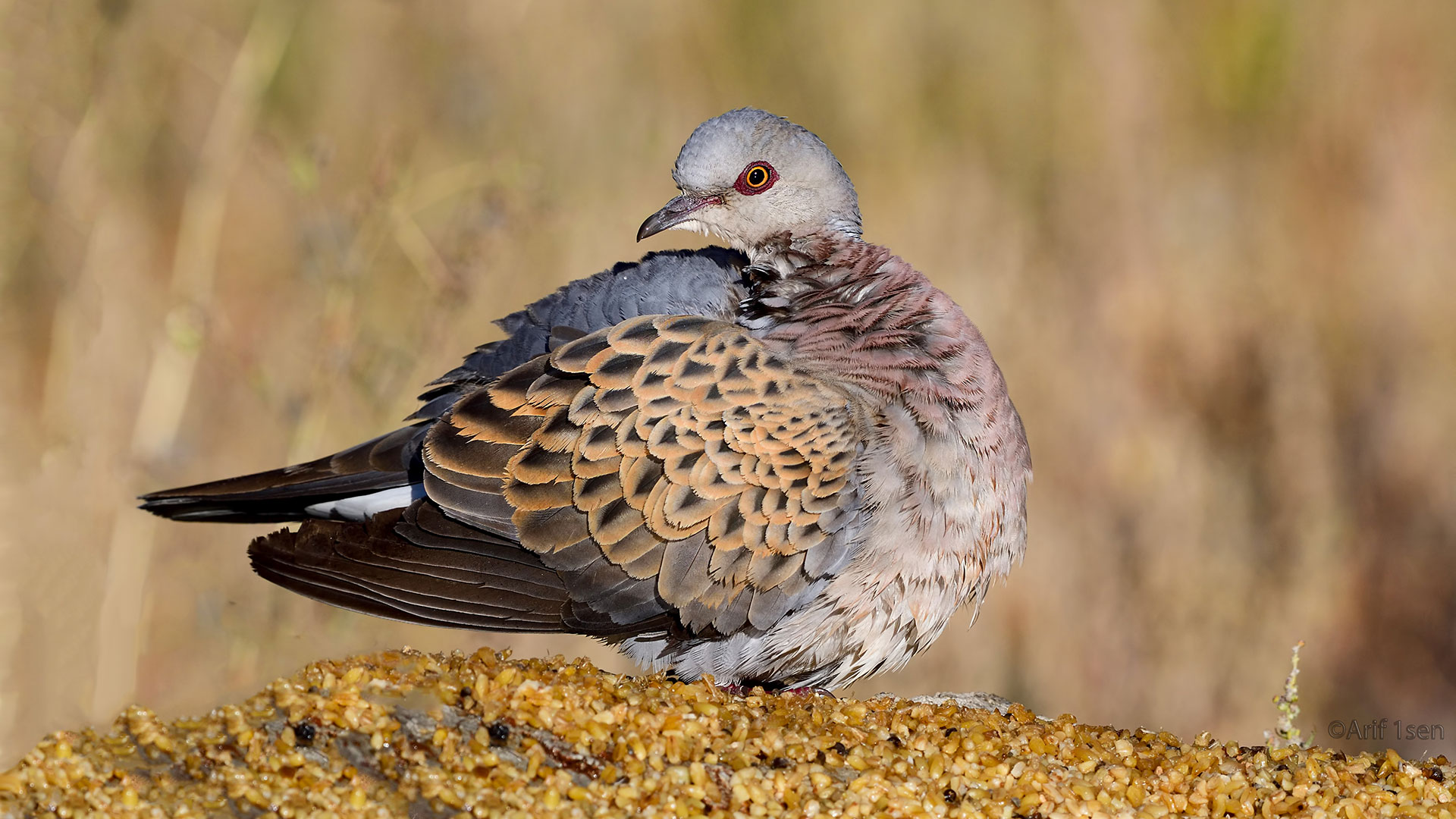 Üveyik » European Turtle Dove » Streptopelia turtur