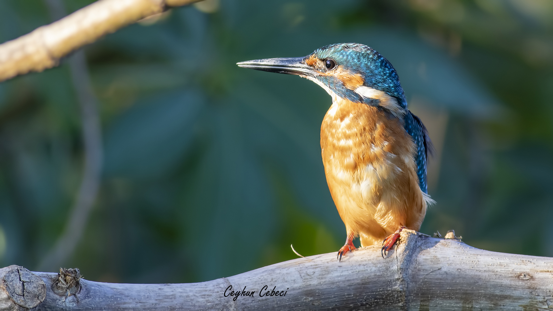 Yalıçapkını » Common Kingfisher » Alcedo atthis