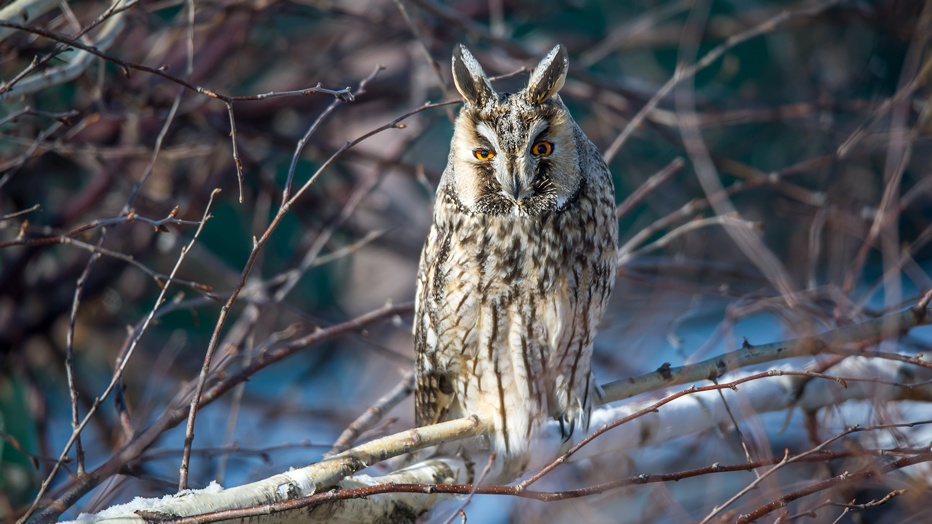 Kulaklı orman baykuşu » Long-eared Owl » Asio otus