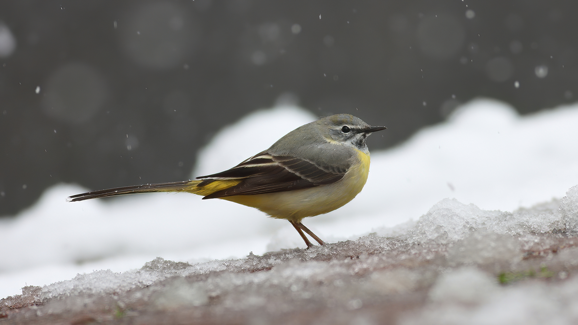 Dağ kuyruksallayanı » Grey Wagtail » Motacilla cinerea