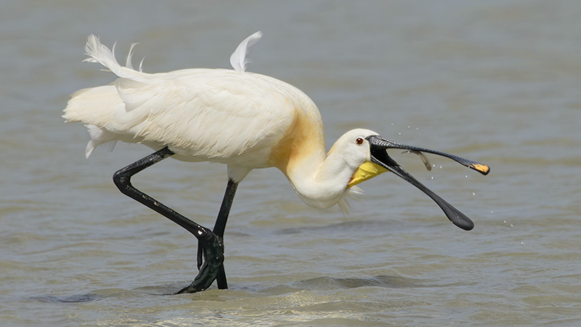 Kaşıkçı » Eurasian Spoonbill » Platalea leucorodia