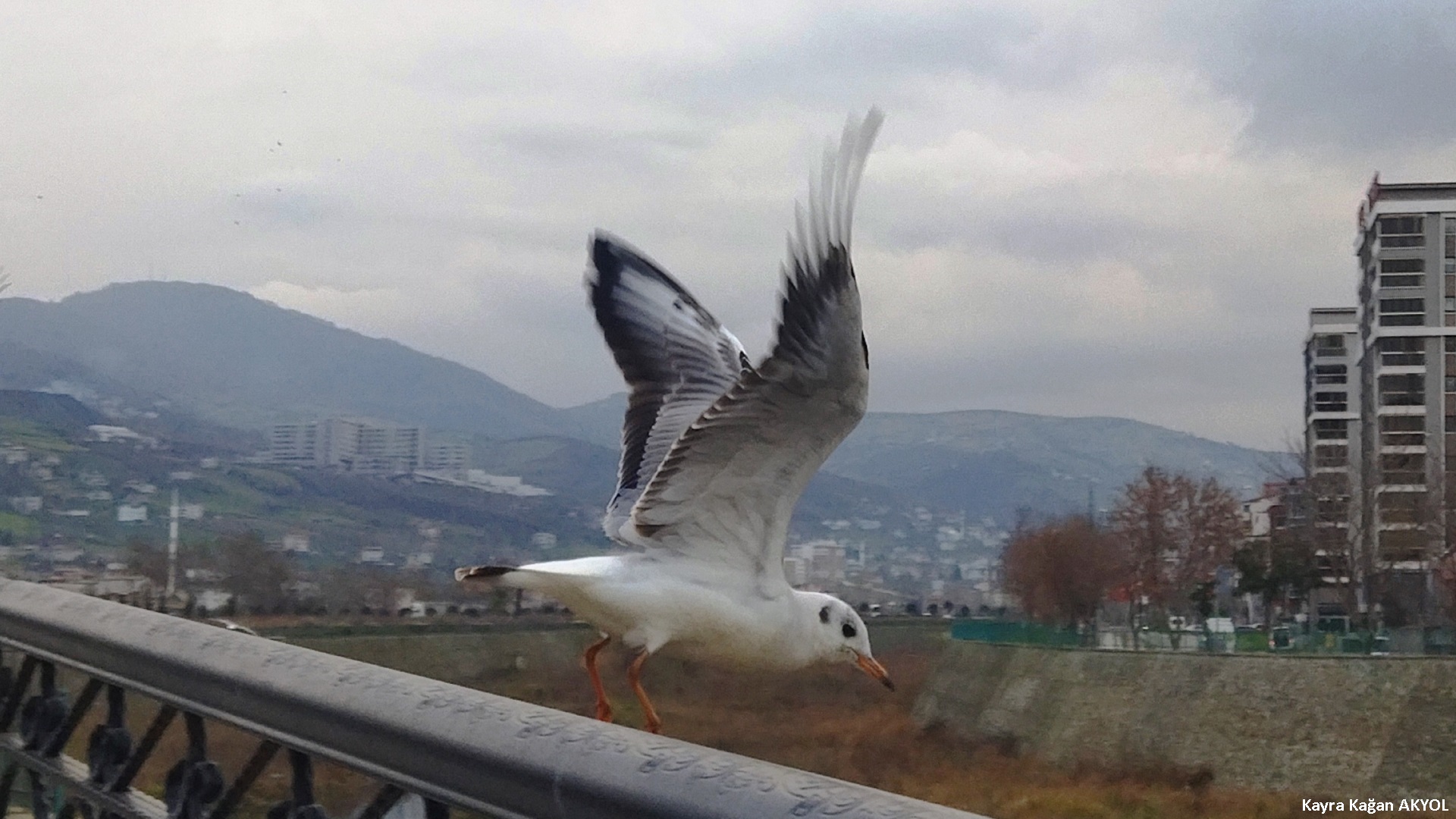 Karabaş martı