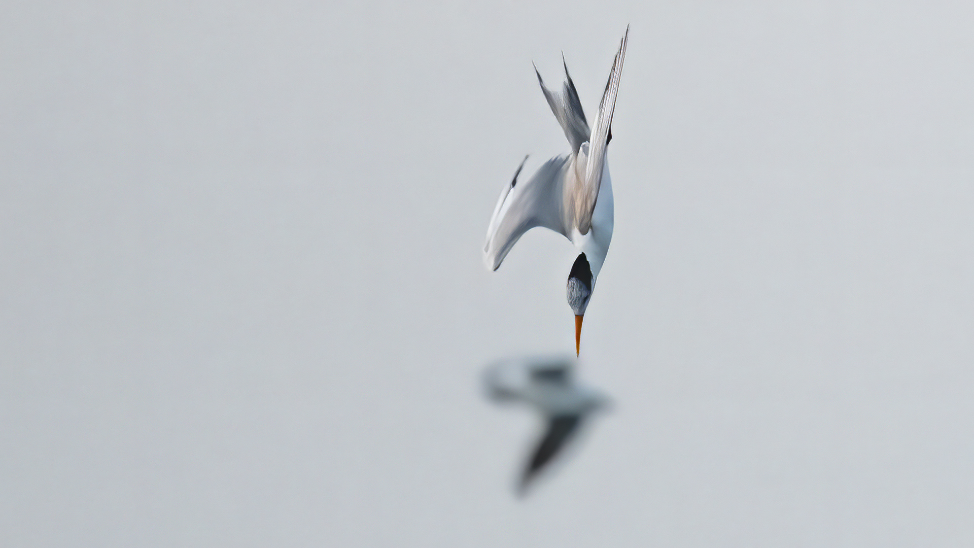 Tepeli sumru » Lesser Crested Tern » Thalasseus bengalensis