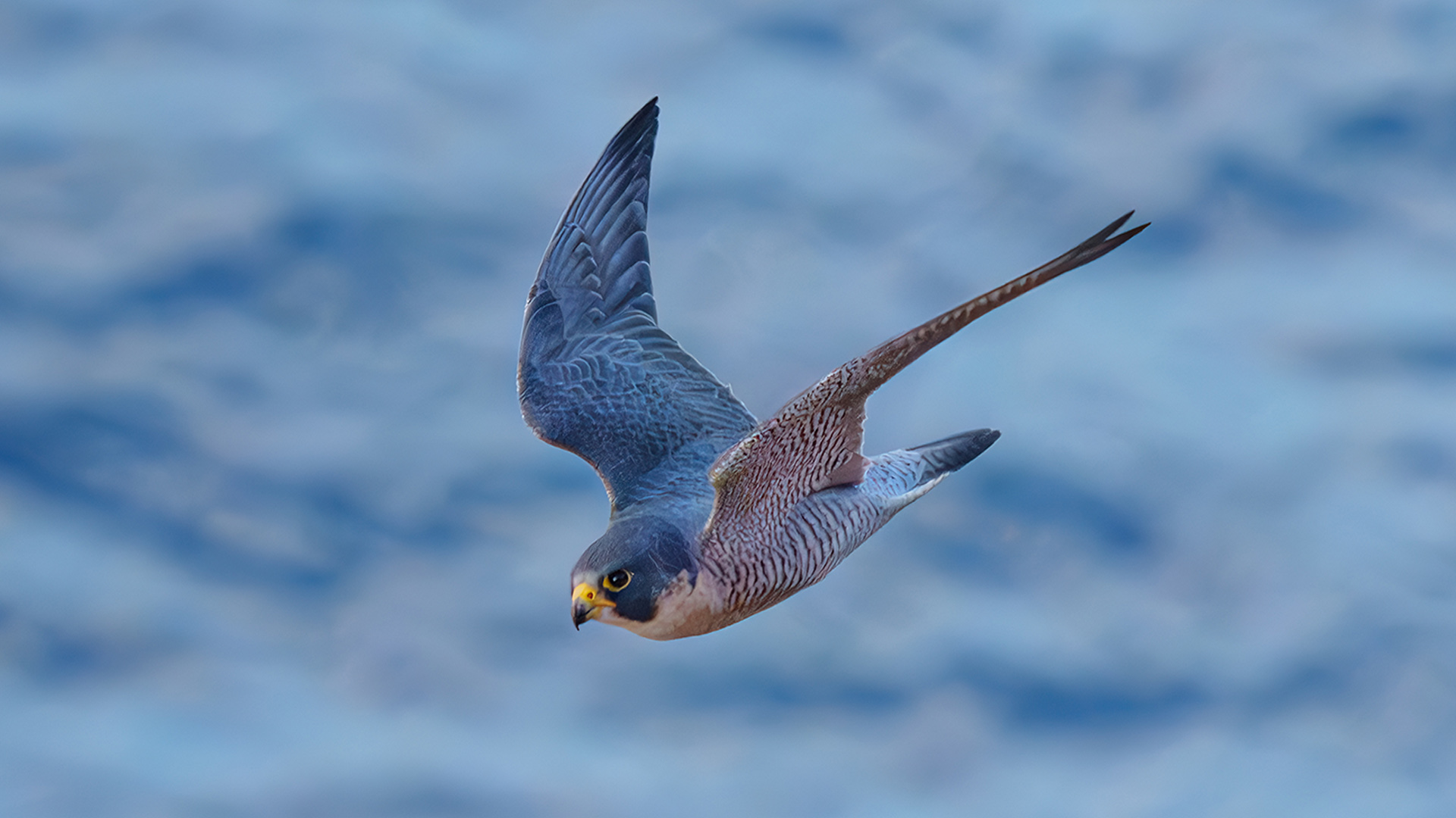 Gök doğan » Peregrine Falcon » Falco peregrinus