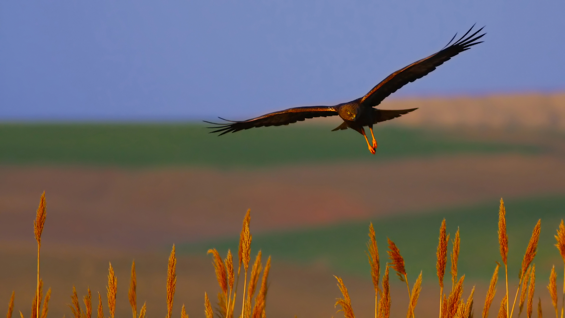 Saz delicesi » Western Marsh Harrier » Circus aeruginosus