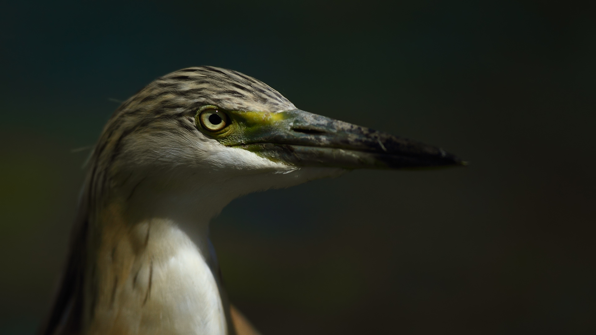 Alaca balıkçıl » Squacco Heron » Ardeola ralloides