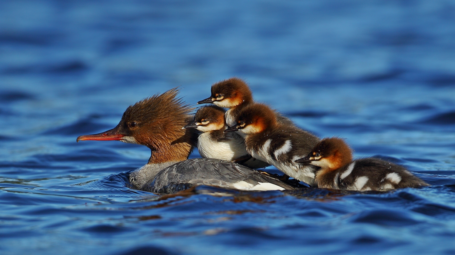 Büyük tarakdiş » Common Merganser » Mergus merganser