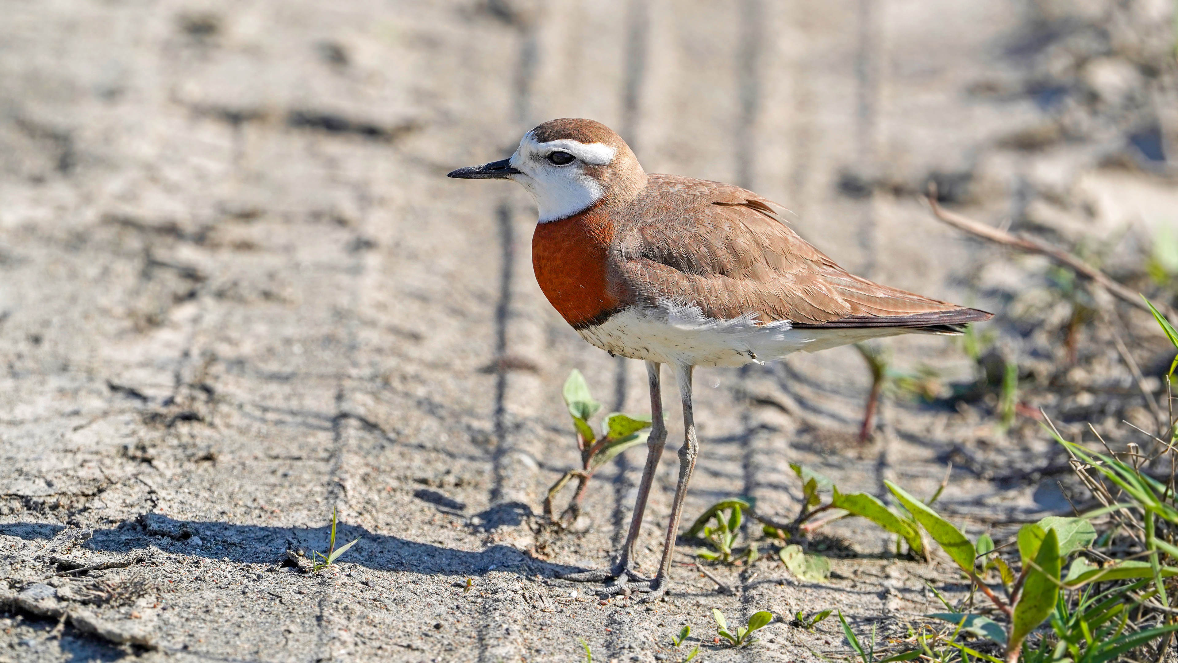 Doğu cılıbıtı » Caspian Plover » Charadrius asiaticus