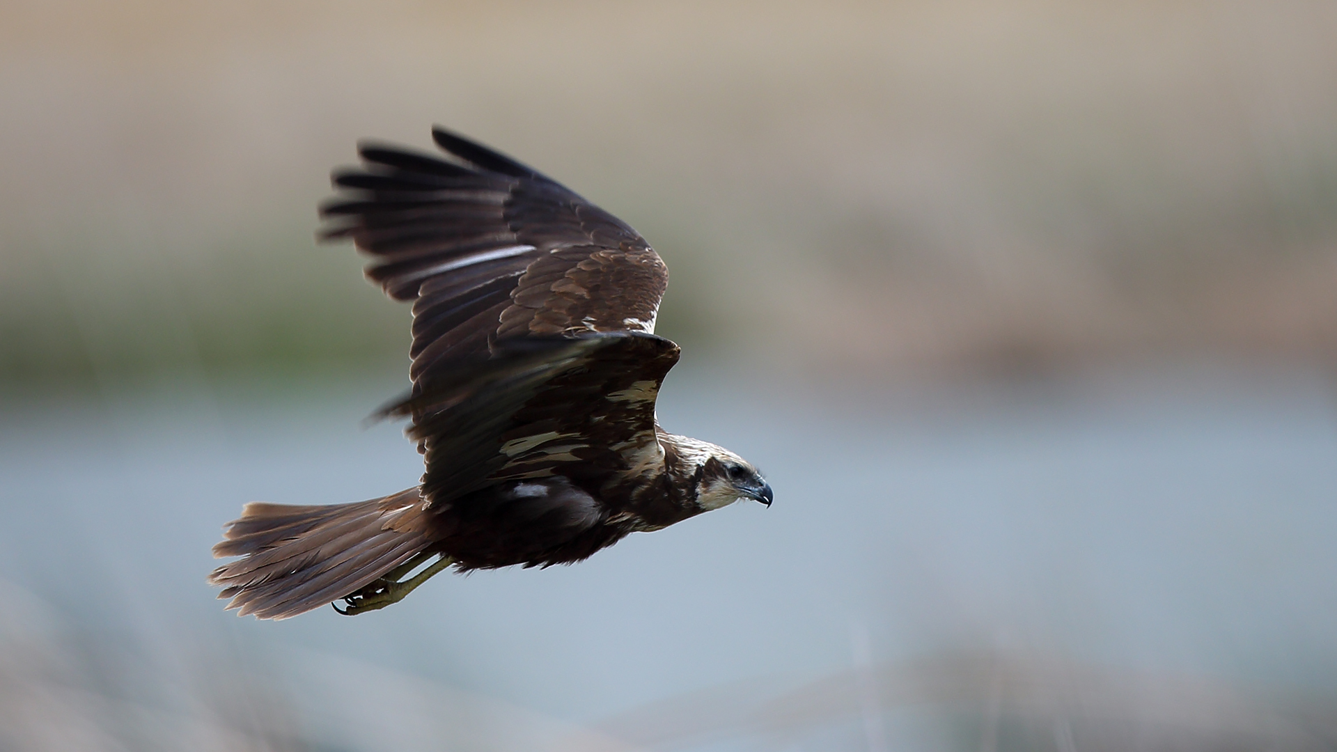 Western Marsh Harrier