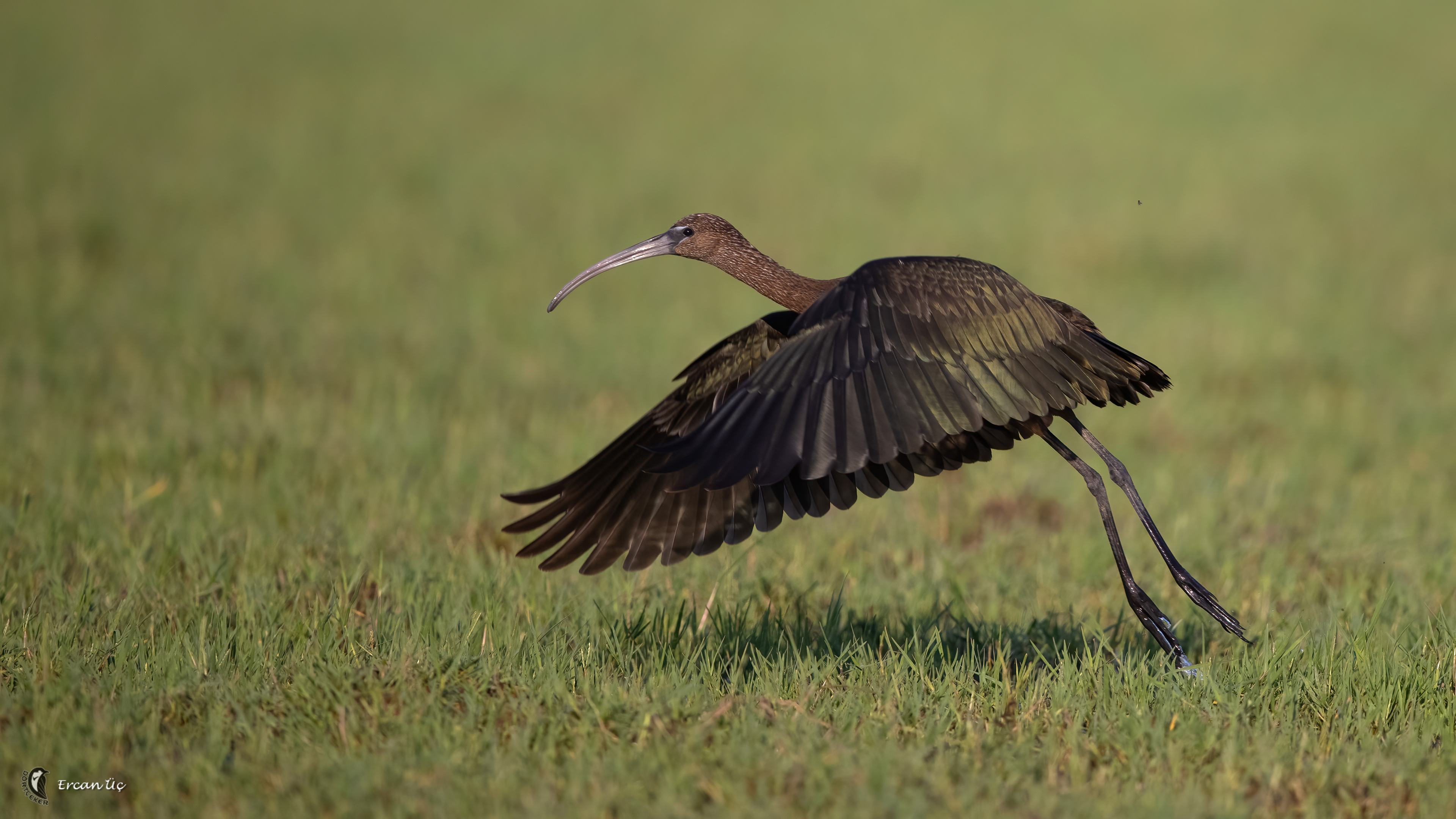 Glossy Ibis