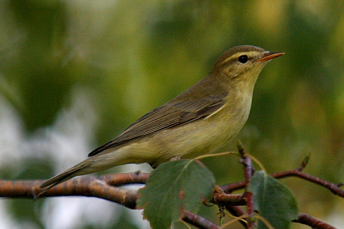 Söğütbülbülü