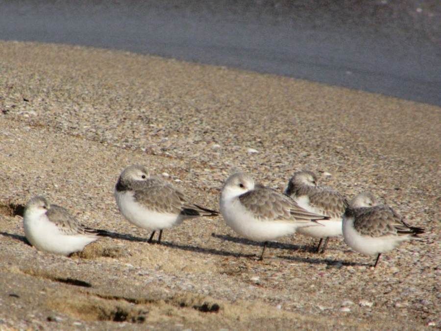 Ak kumkuşu