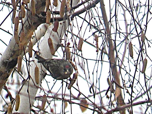 Huş isketesi