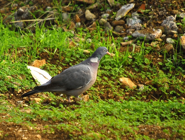 Tahtalı