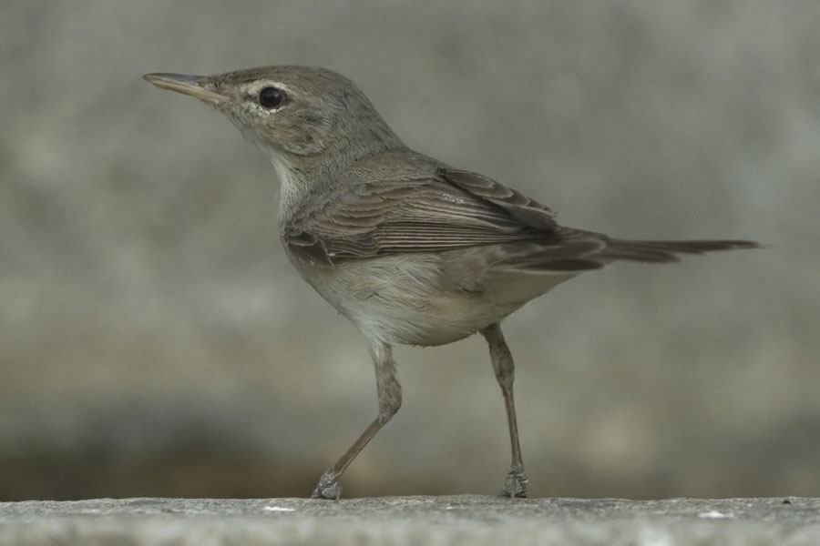 Zeytin mukallidi