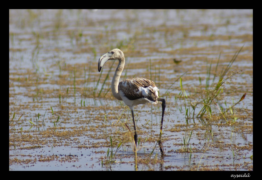 Flamingo