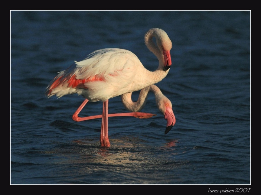 Flamingo