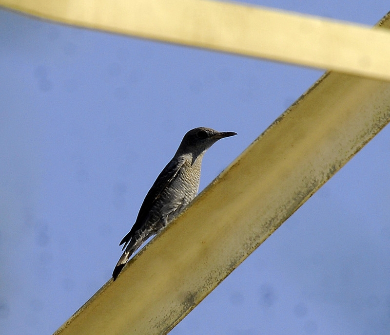 Gökardıç