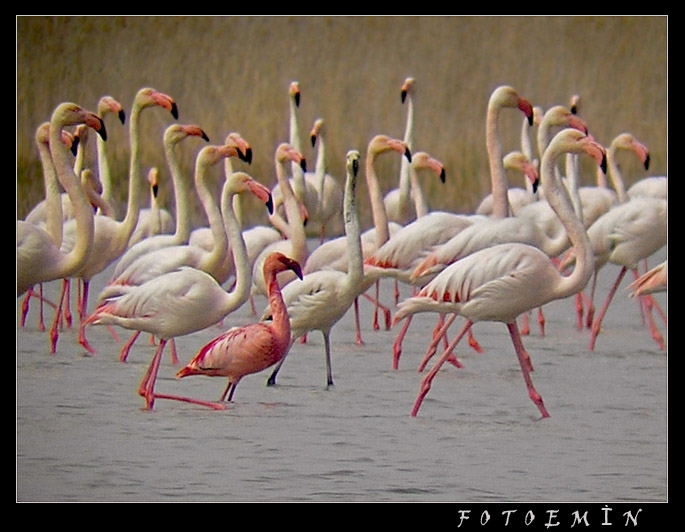 Küçük flamingo