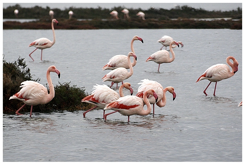 Flamingo