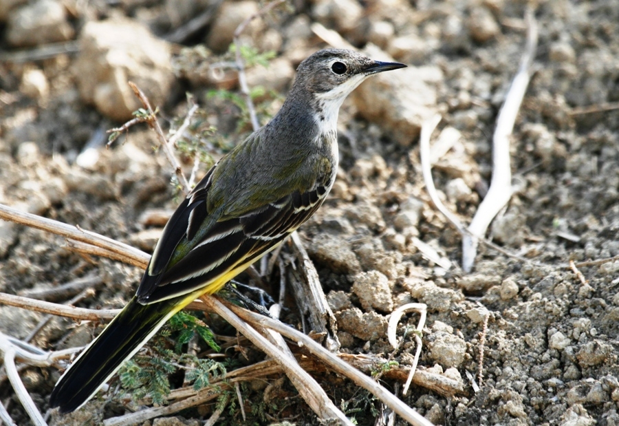 Sarı kuyruksallayan