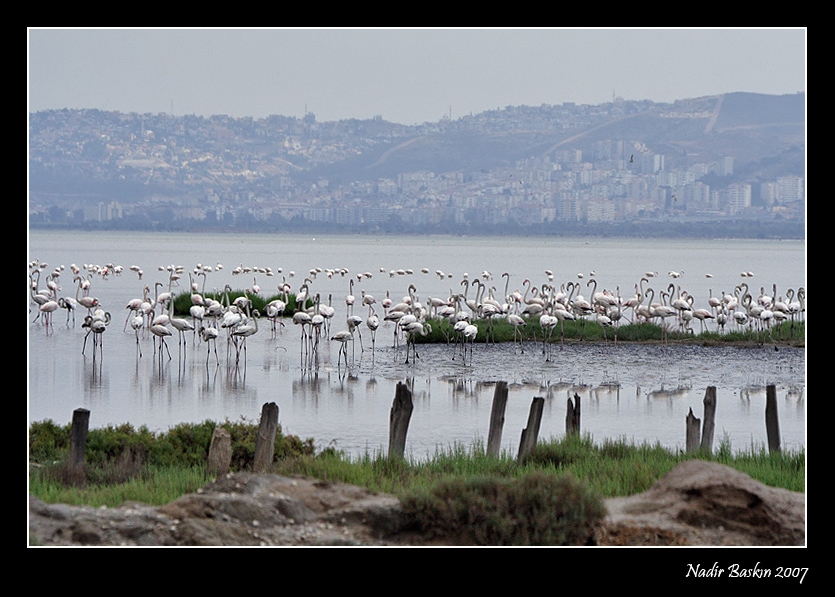 Flamingo