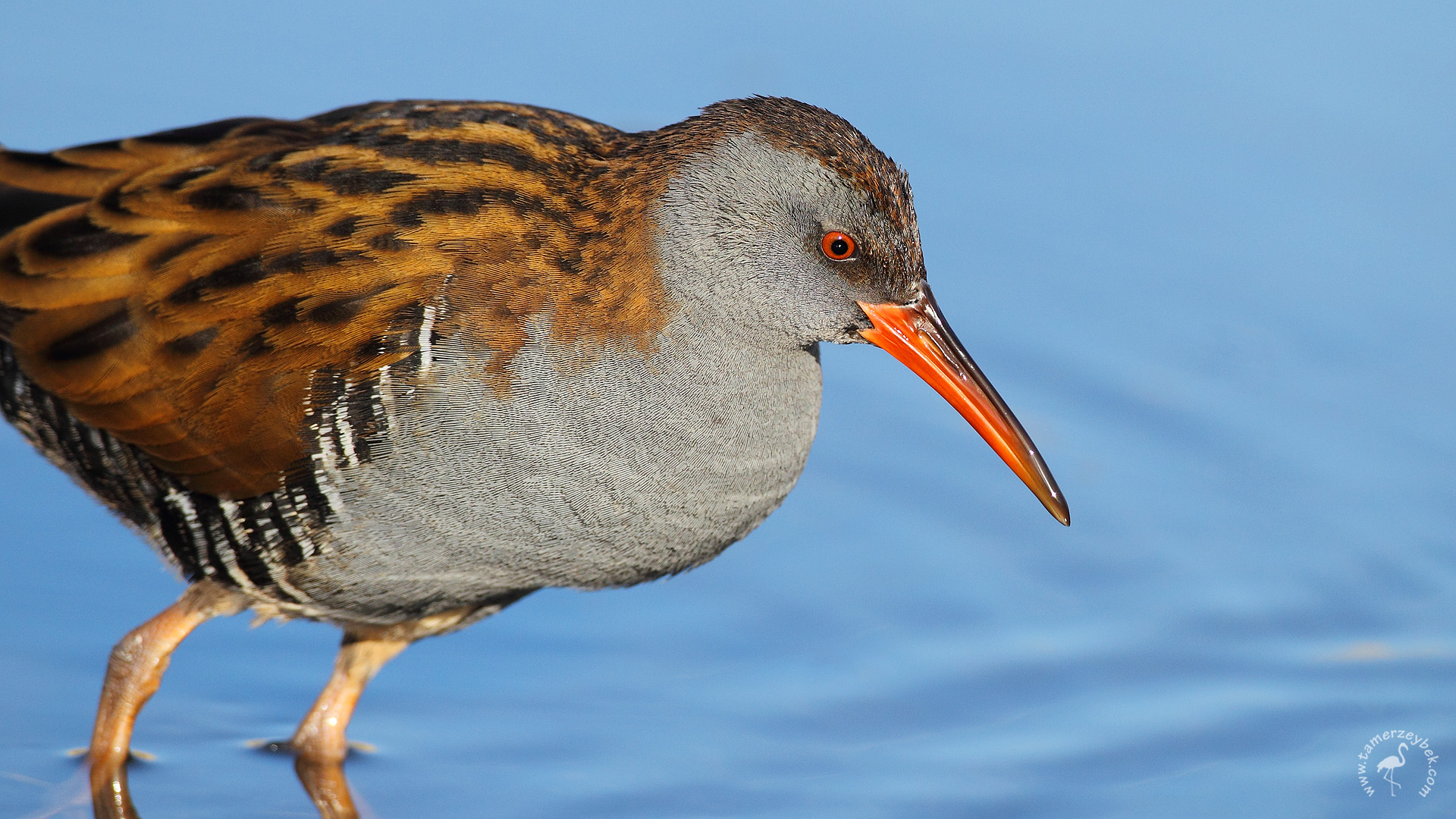 Sukılavuzu » Water Rail » Rallus aquaticus