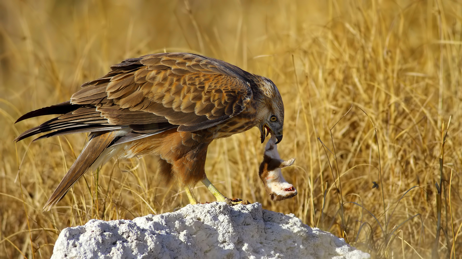 Kızıl şahin » Long-legged Buzzard » Buteo rufinus