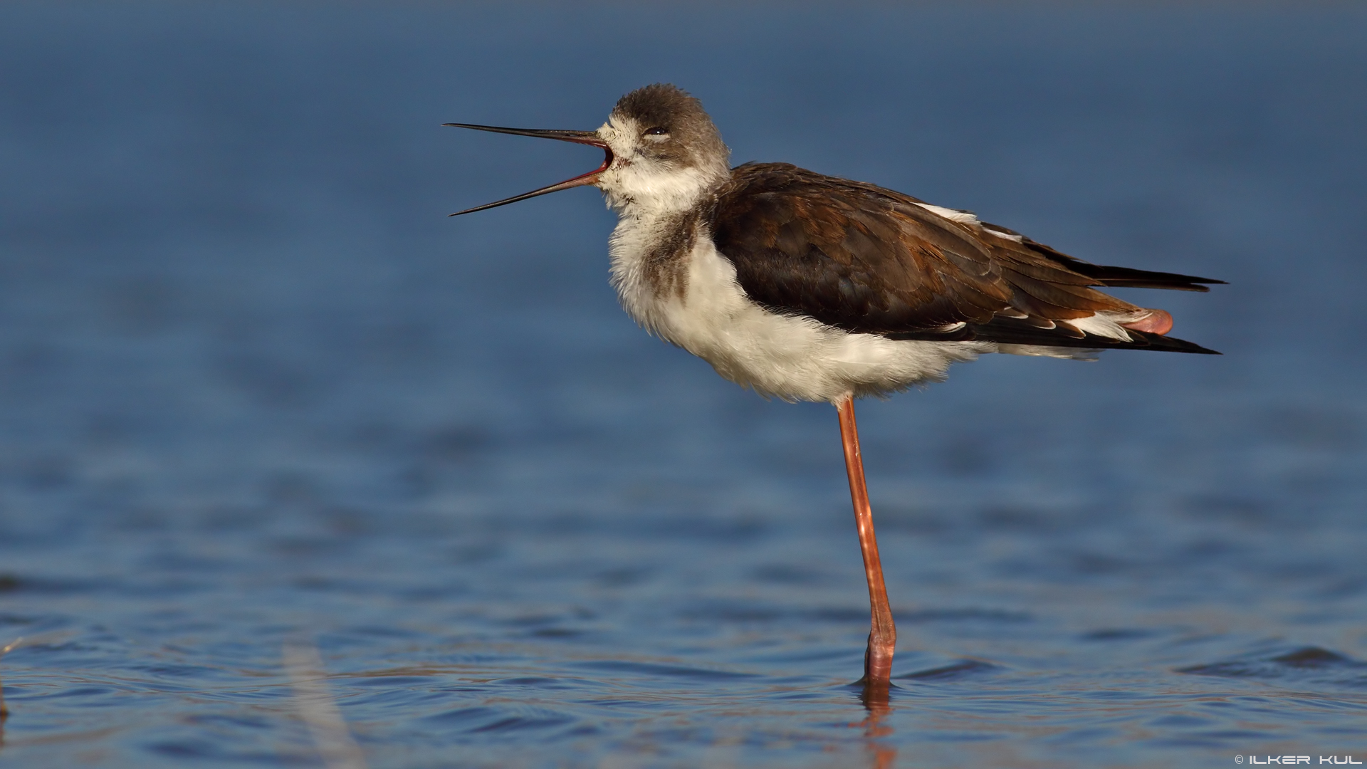 Uzunbacak » Black-winged Stilt » Himantopus himantopus