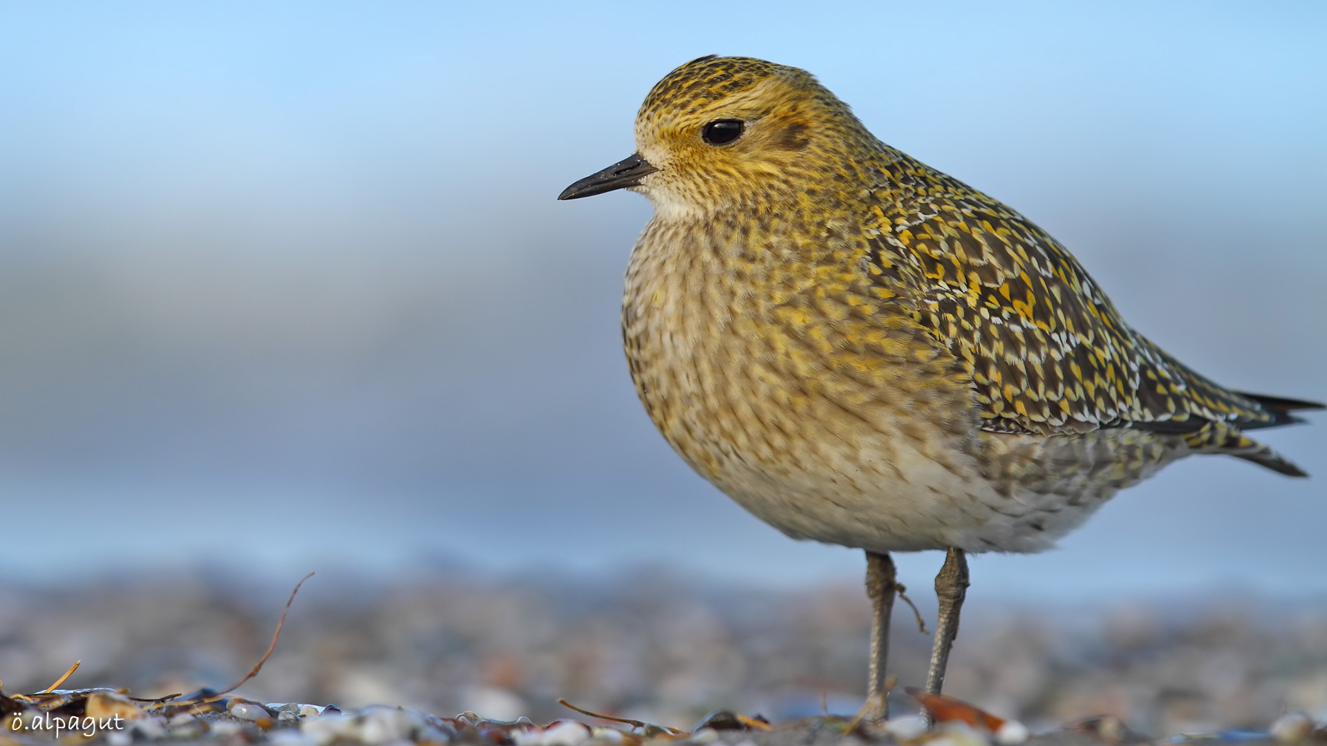 Altın yağmurcun » European Golden Plover » Pluvialis apricaria