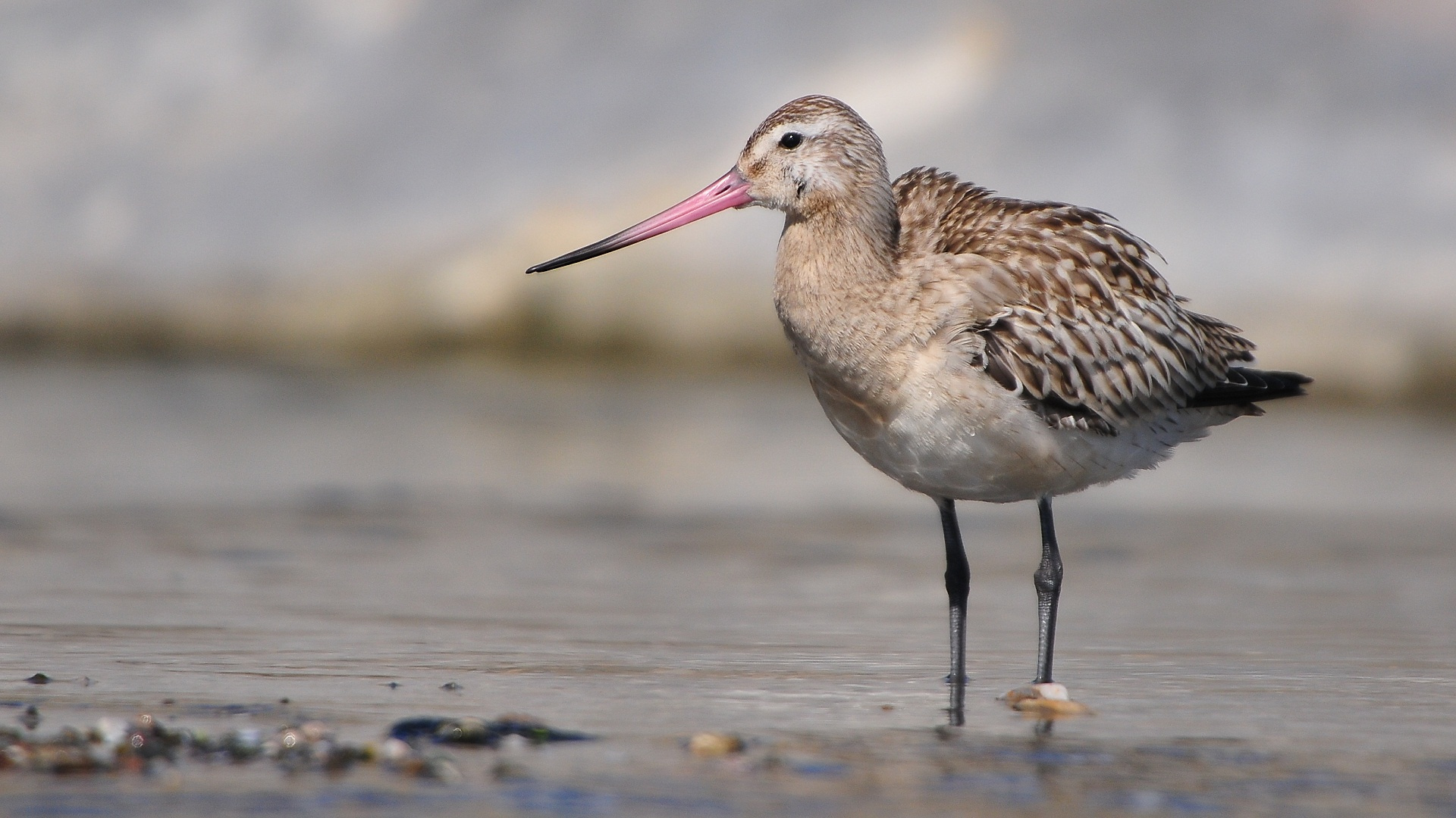 Kıyı çamurçulluğu » Bar-tailed Godwit » Limosa lapponica