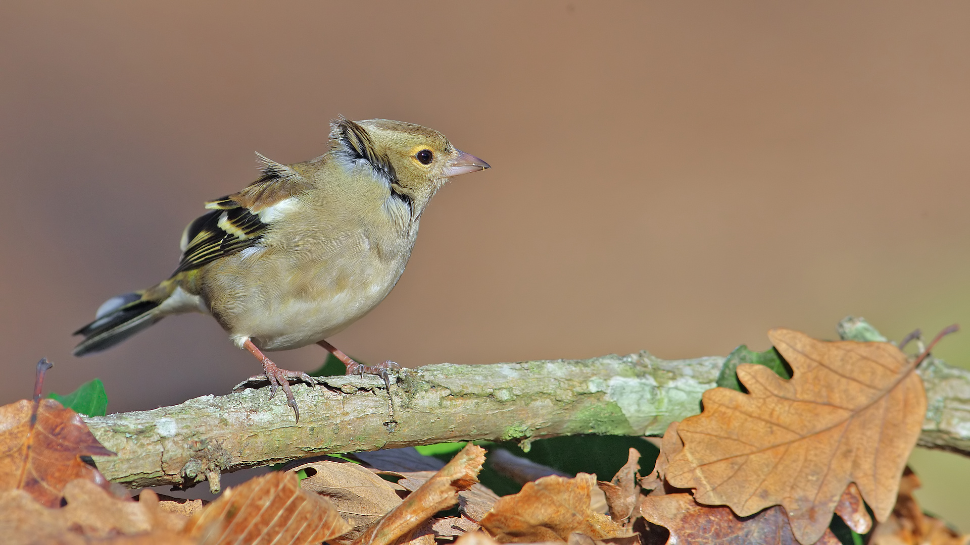 İspinoz » Common Chaffinch » Fringilla coelebs