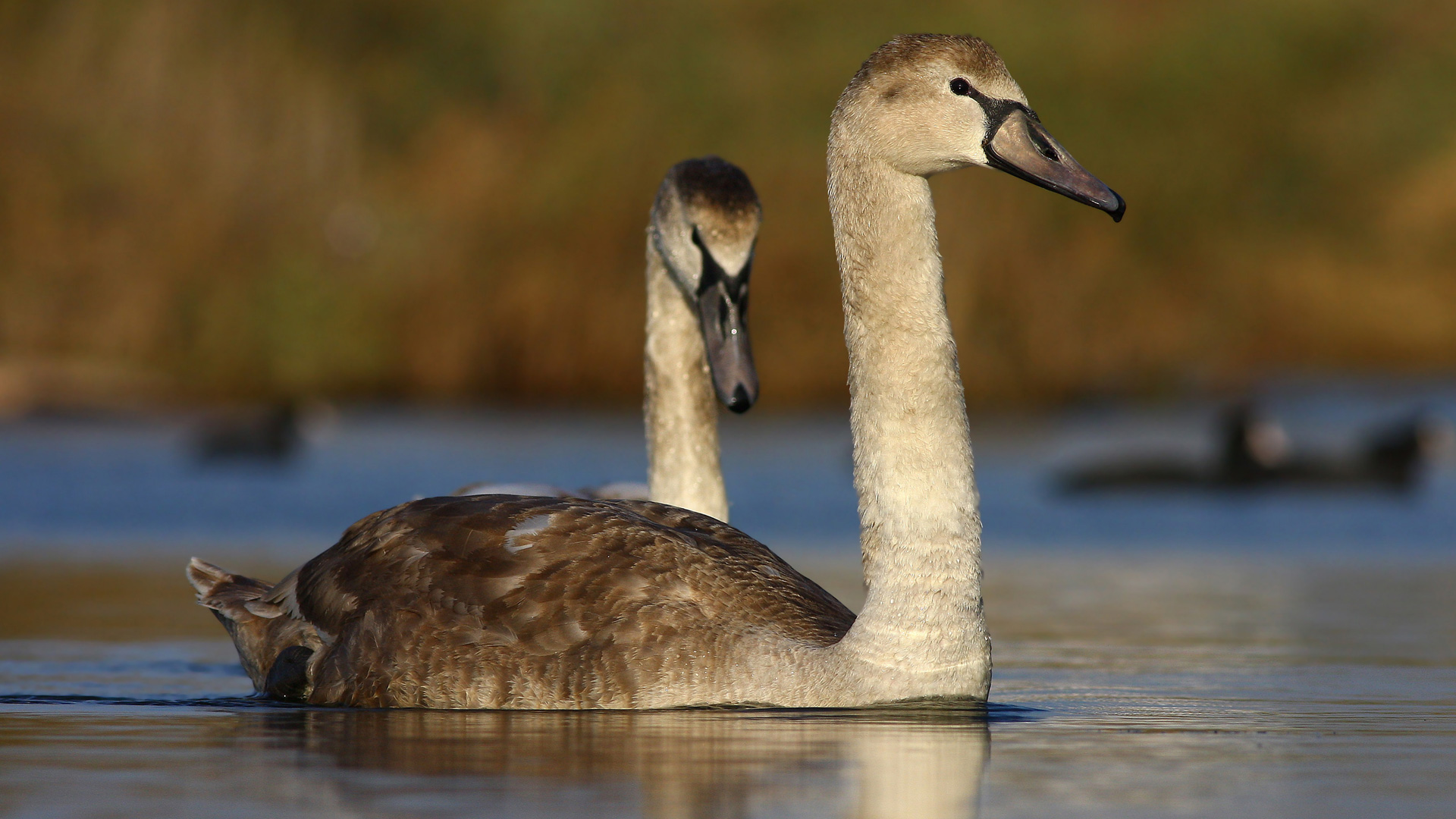 Kuğu » Mute Swan » Cygnus olor