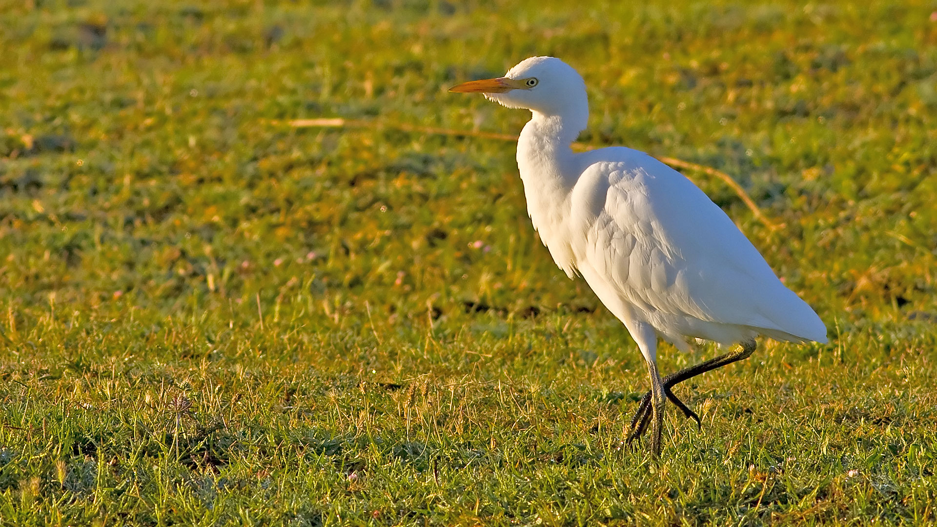 Sığır balıkçılı » Western Cattle Egret » Bubulcus ibis