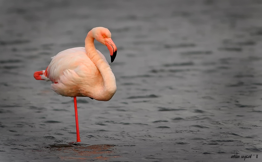 Flamingo