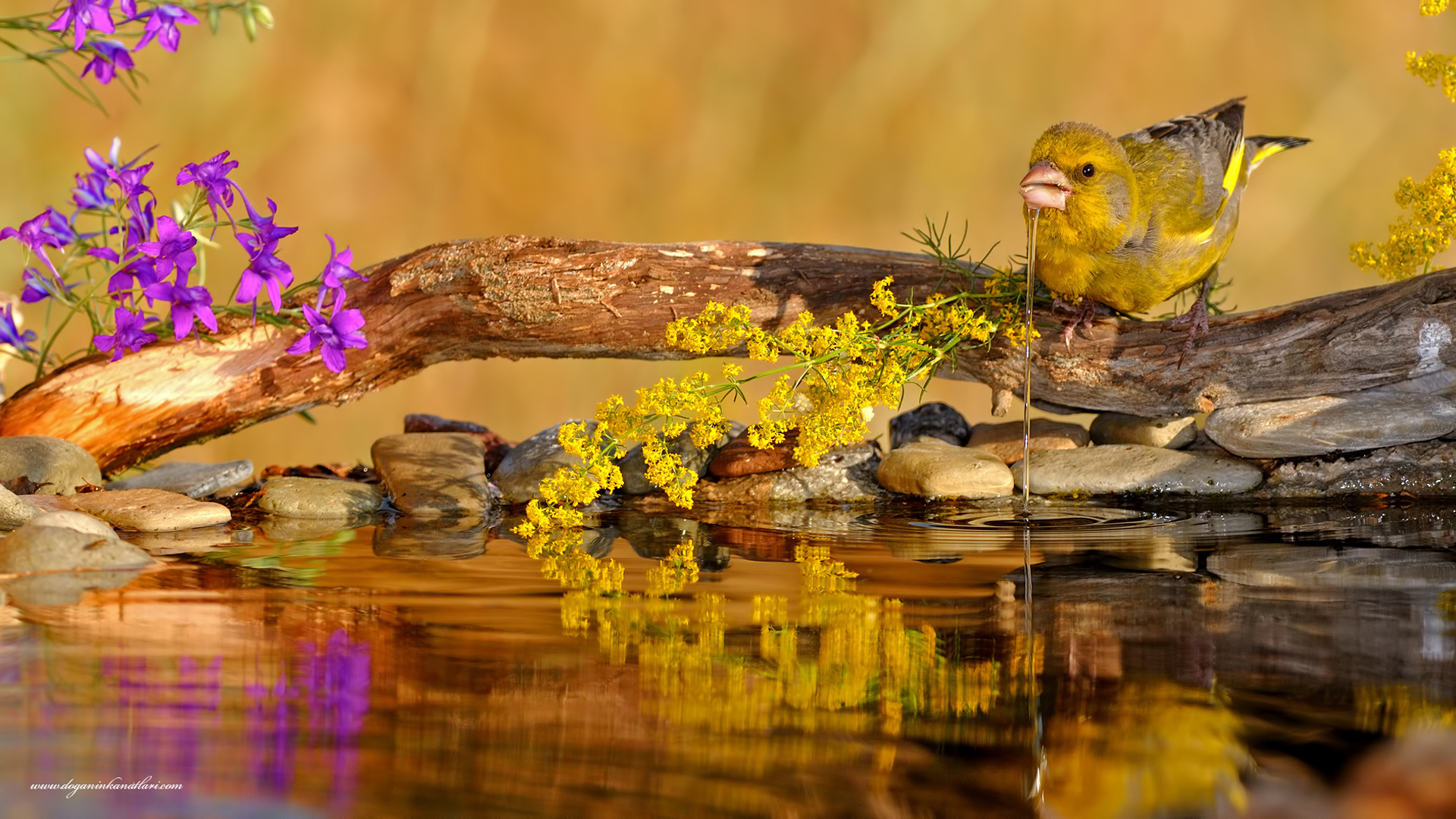 Florya » European Greenfinch » Chloris chloris