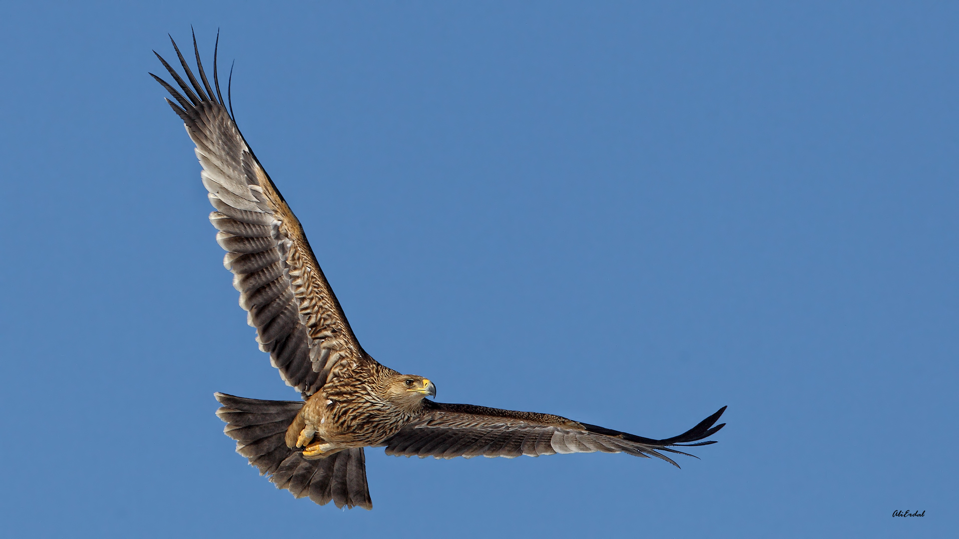 Şah kartal » Eastern Imperial Eagle » Aquila heliaca