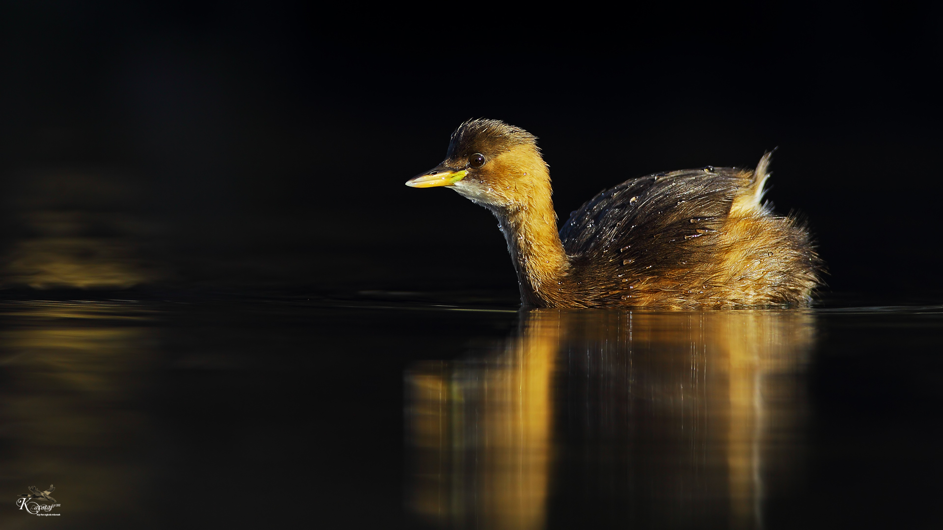 Küçük batağan » Little Grebe » Tachybaptus ruficollis