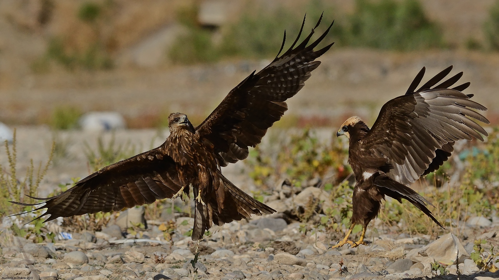 Saz delicesi » Western Marsh Harrier » Circus aeruginosus