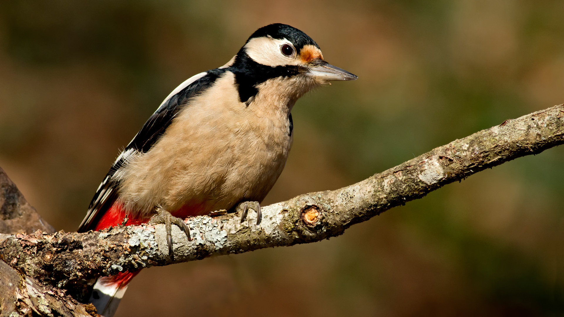 Orman alaca ağaçkakanı » Great Spotted Woodpecker » Dendrocopos major