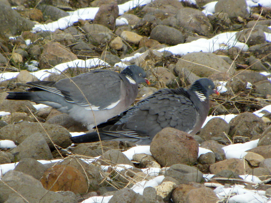 Tahtalı